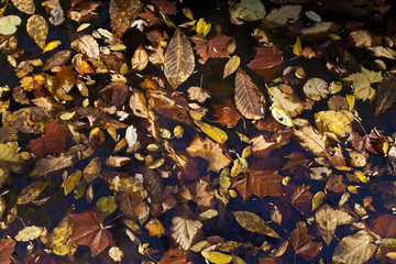Abstract background of autumn leaves
