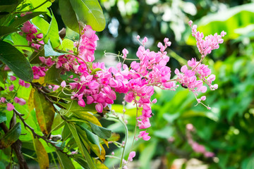Confederate vine, Coral vine, Mexican coral vine, Mexican creepe
