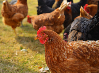 horoz ve tavuklar