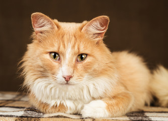 Fototapeta na wymiar golden red fluffy cat looking at the camera on home environment background