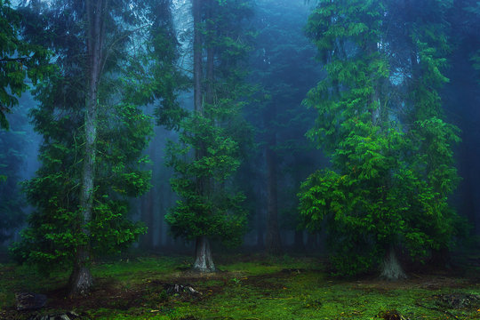Fototapeta dark forest