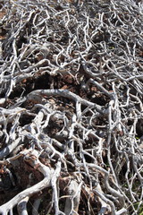 Dry bush