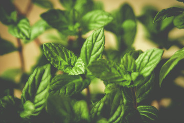 warm blurry photo of spring gentle leaves