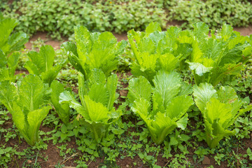Fototapeta premium organic vegetable in the garden
