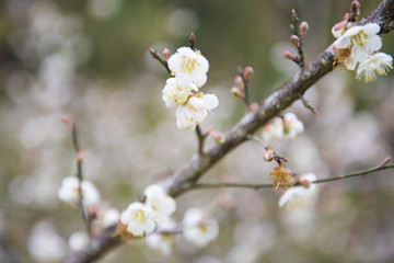 blooming white plum blossom on a branch