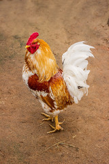 Beautiful Rooster in rustic farm yard
