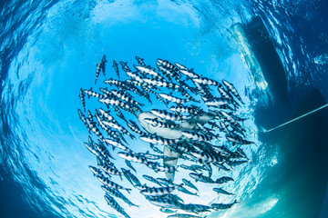 Oceanic whitetip shark with pilot fish, Red Sea, Egypt © b.neeser