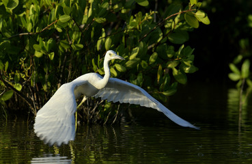 Flying Adult Little Blue Heron (Egretta caerulea) ( white morph )on natural background, Cuba
