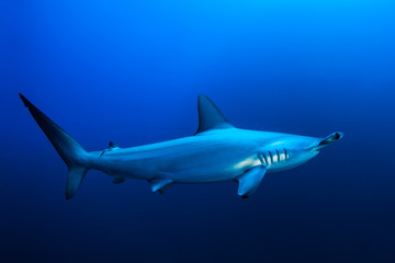 Scalloped hammerhead shark, Red Sea, Egypt - obrazy, fototapety, plakaty