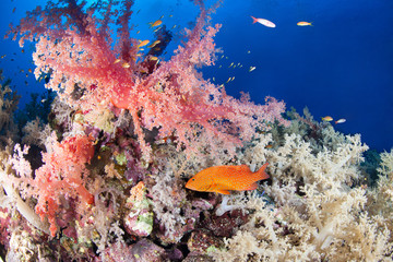 Fototapeta na wymiar Colorful reef with jewel grouper, Red Sea, Egypt