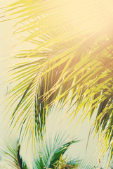 Tropical  background with palm branches in sun light