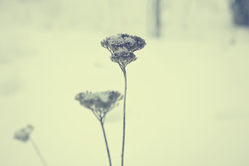 Obraz na płótnie Canvas Snow Flower