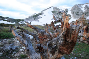 Fototapeta premium Pine trees