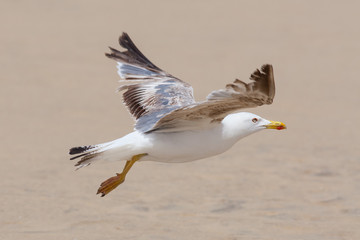Flying seagull, Fuerteventura, Spain
