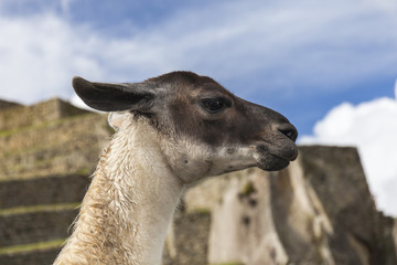 Ritratto di profilo di un llama glama. Rovine di Macchu Picchu sullo sfondo