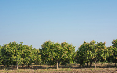 Mango field,mango farm  blue sky background.