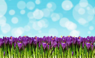 Abstrackt background with crocuses for greetings Happy Valentine