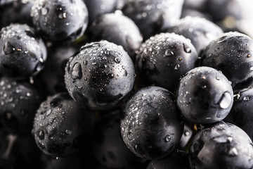 Ripe bunch of  blue grapes closeup with shining water drops