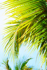 Leaves of Palm Trees in Sun Light. Natural Background