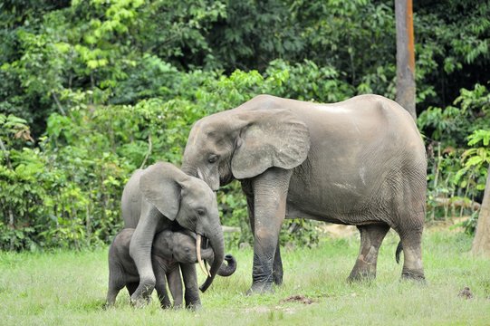 The elephant calf  with  elephant cow The African Forest Elephant, Loxodonta africana cyclotis. At the Dzanga saline (a forest clearing) Central African Republic, Dzanga Sangha