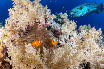 Clown fish couple with a barracuda, Red Sea, Eqypt