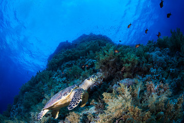 Naklejka na ściany i meble Green sea turle in a reef, Red Sea, Egypt