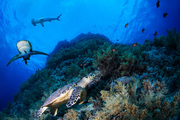 Green sea turle in a reef with sharks, Red Sea, Egypt
