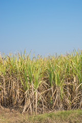 Sugar crane field,sugar crane farm with blue sky background