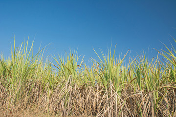 Obraz premium Sugar crane field,sugar crane farm with blue sky background