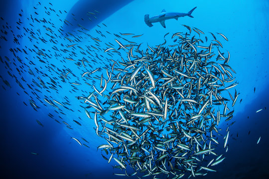Scalloped hammerhead shark with shoal of fish, Red Sea, Egypt