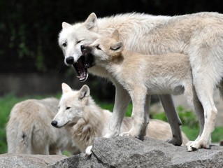 Weiße Wölfe mit ihren Jungen