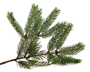 branch of fir-tree