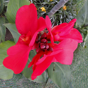 Flor de achira.