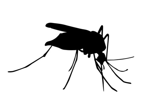 Zika Mücke Silhouette