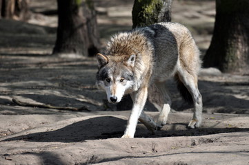 Wolf auf Jagd