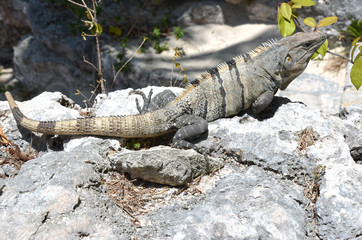 Iguana