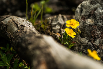 yellow flower in nature with wood, spring flowers, blooming flowers, flora