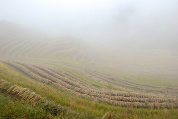 Fototapeta na wymiar The color fog rice terrace in autumn, China