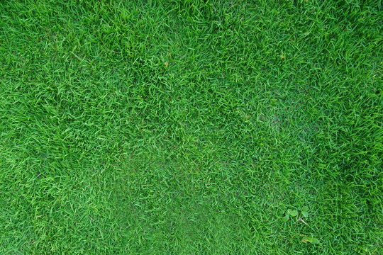 green grass, texture, background