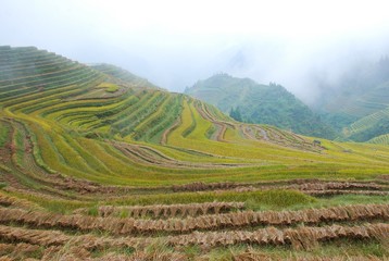 The color fog rice terrace in autumn, China