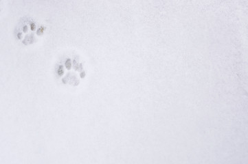 two cat paw prints in snow 