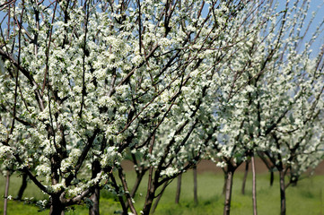 Fototapeta premium Plum tree blossoming in the orchard in spring-selective focus on the left