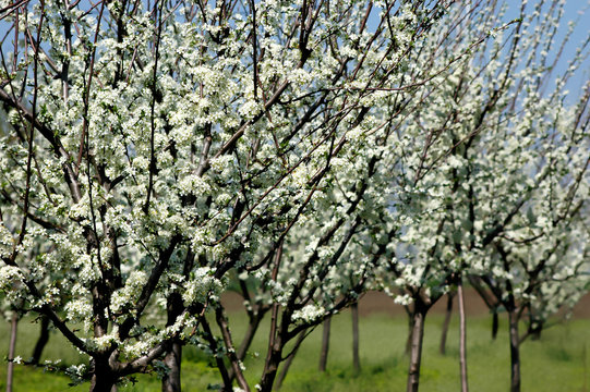 Plum tree blossoming in the orchard in spring-selective focus on the left
