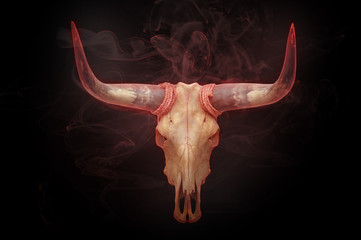 Head skull of bull