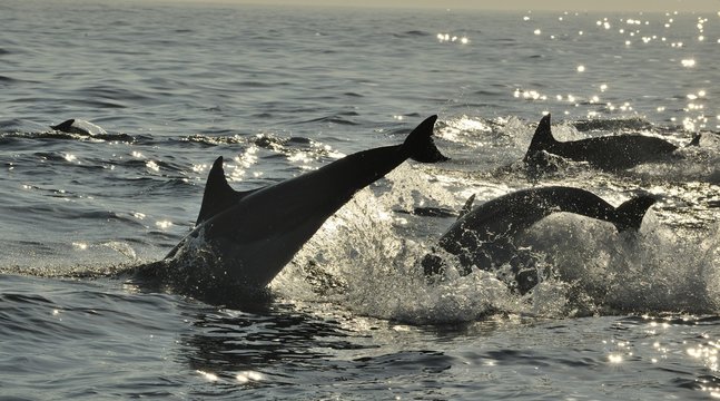 Group of dolphins, swimming in the ocean and hunting for fish. The jumping dolphins comes up from water. The Long-beaked common dolphin (scientific name: Delphinus capensis) in atlantic ocean. 

