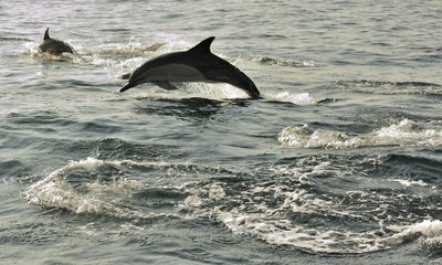 Group of dolphins, swimming in the ocean and hunting for fish. The jumping dolphins comes up from water. The Long-beaked common dolphin (scientific name: Delphinus capensis) in atlantic ocean. 

