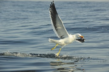 Fototapeta na wymiar Juvenile kelp gull (Larus dominicanus), also known as the Domini