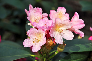 Fototapeta na wymiar pale pink rhododendron flowers