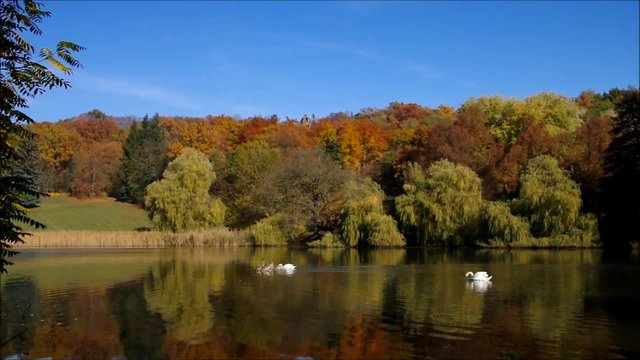 Schwaene vid 02
