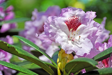 pink rhododendron flowers
